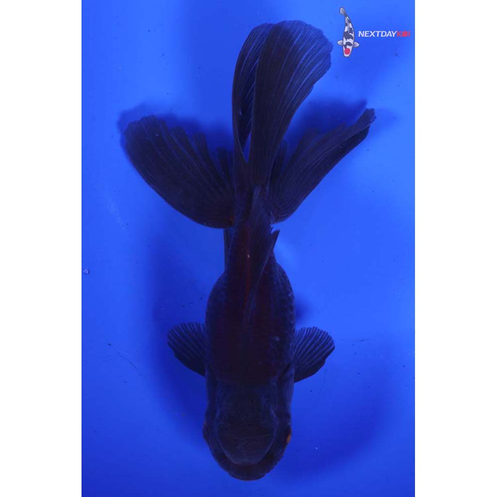 5” Imported Bronze Oranda