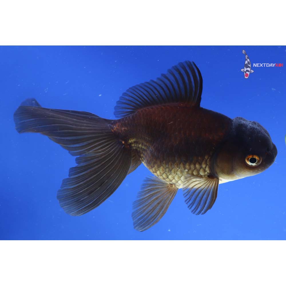 5” Imported Bronze Oranda