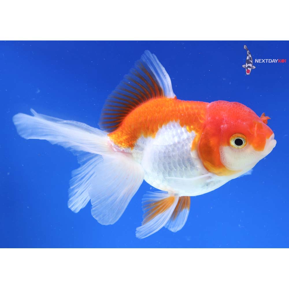 5” Imported Red and White Oranda