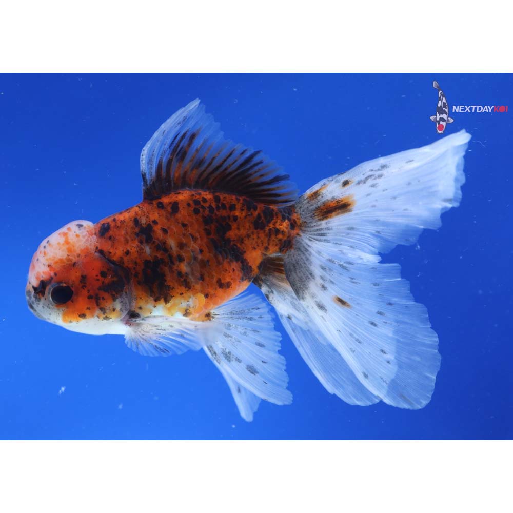 5.5” Imported Calico Oranda
