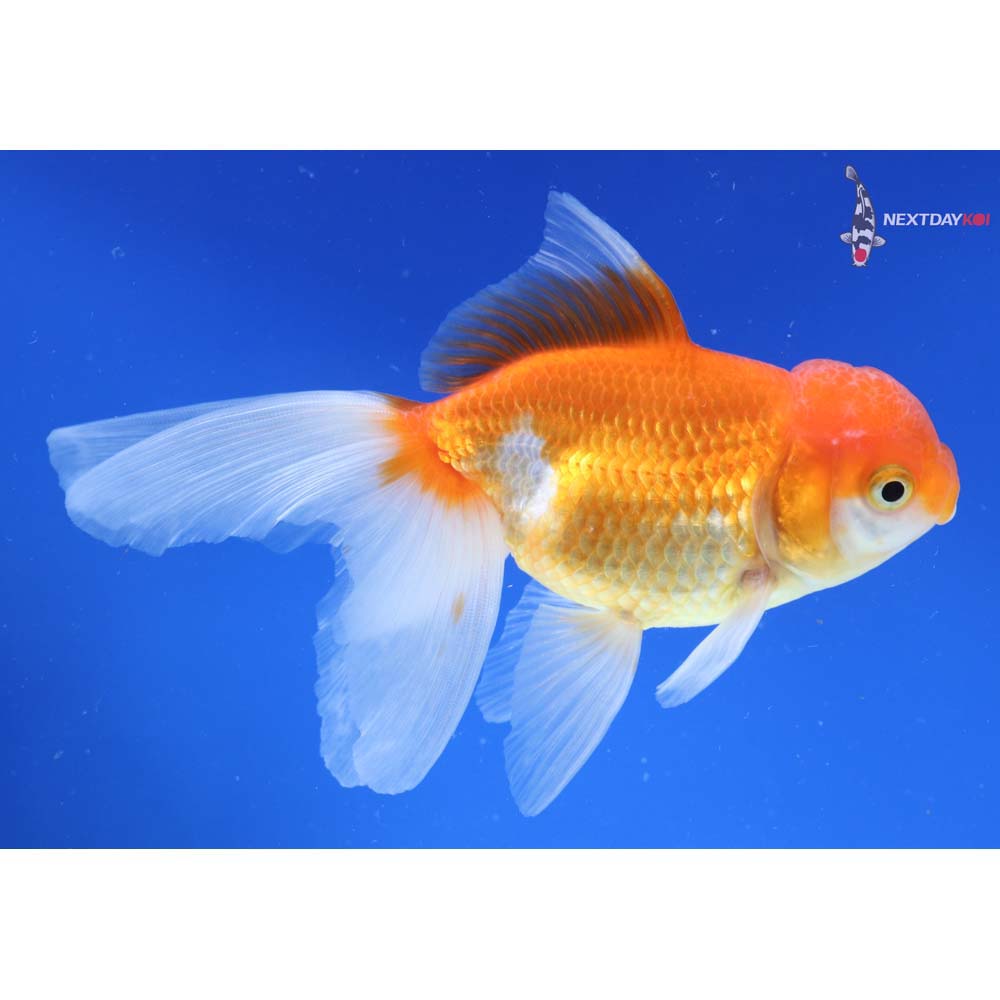 5.5” Imported Red and White Oranda
