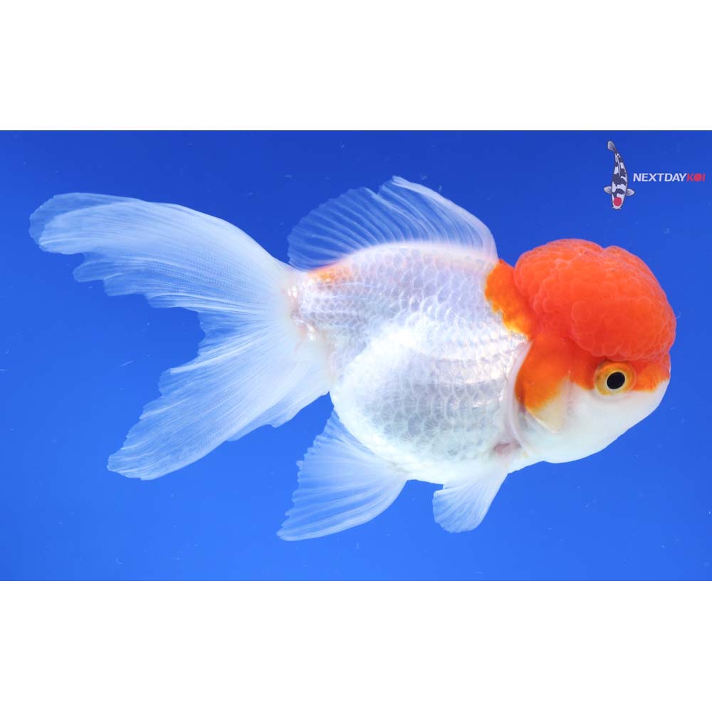 4.5” Imported Red and White Oranda