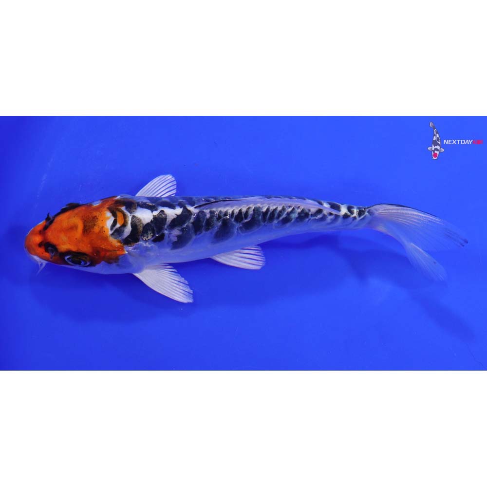 6.5” Imported Doitsu Blue Kujaku