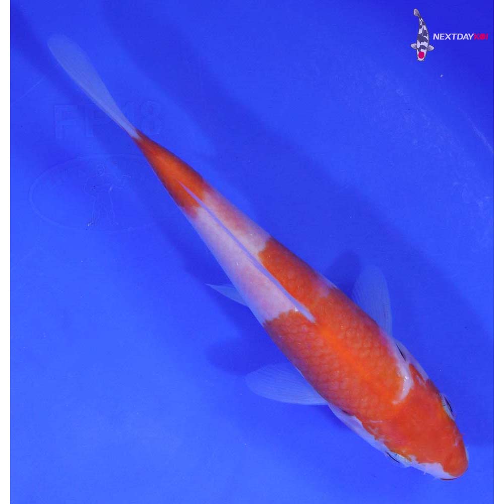 6.5” Imported Kohaku