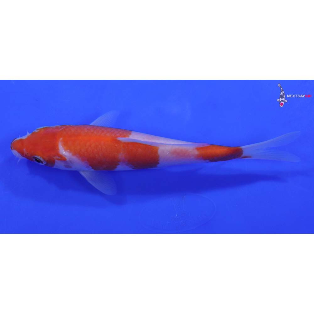 6.5” Imported Kohaku