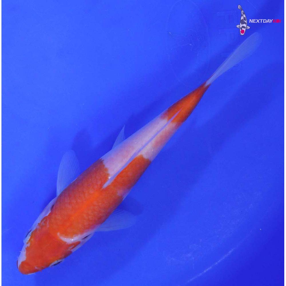 6.5” Imported Kohaku