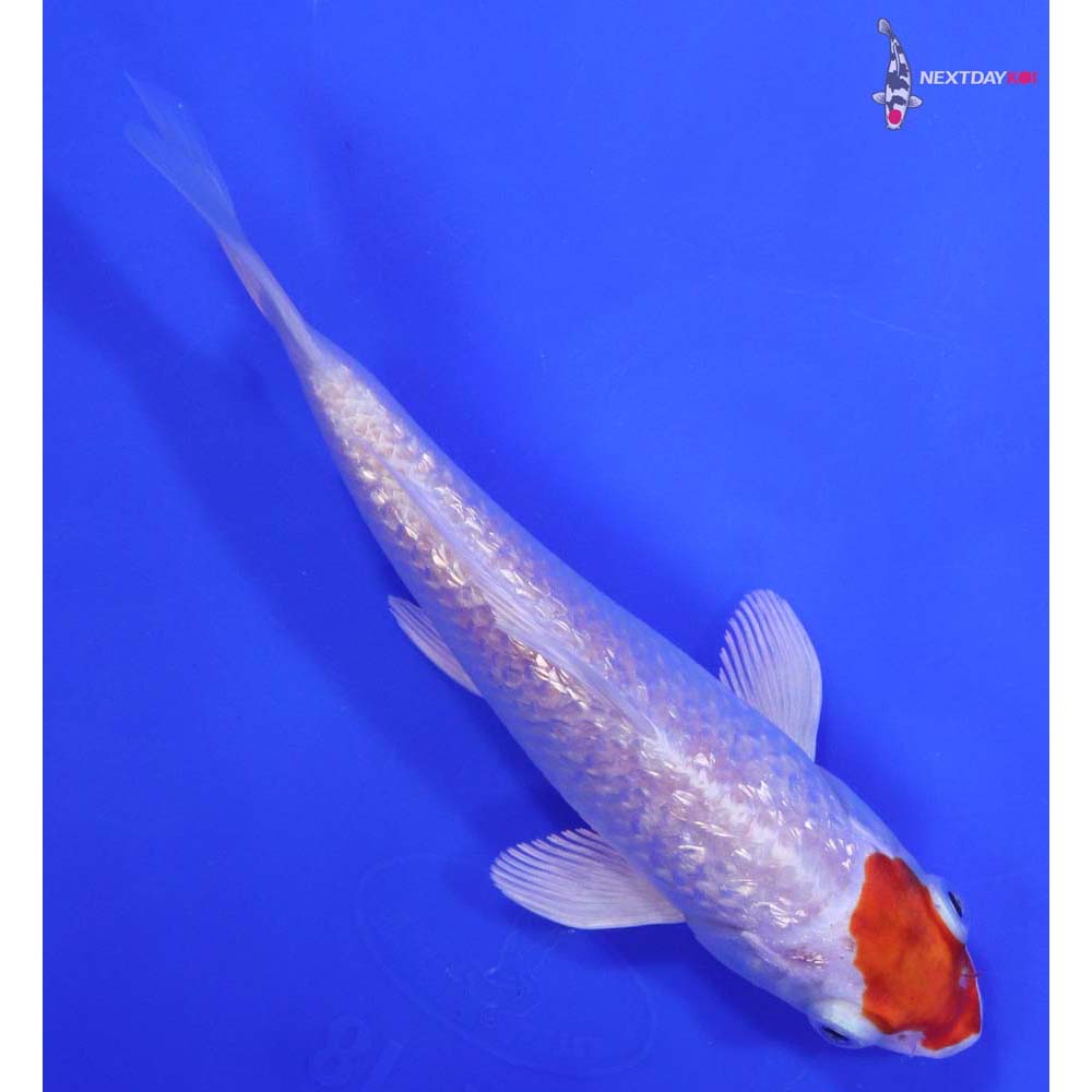 6.5” Imported Gin Rin Hariwake