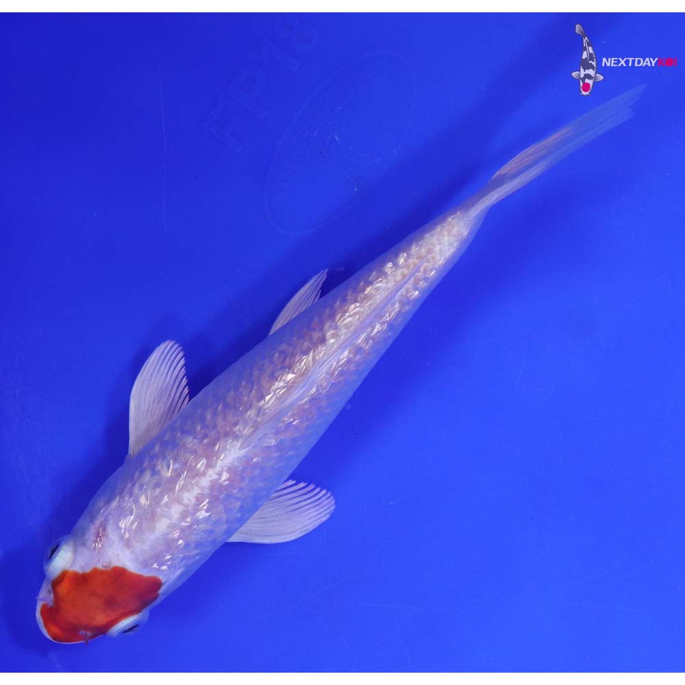 6.5” Imported Gin Rin Hariwake