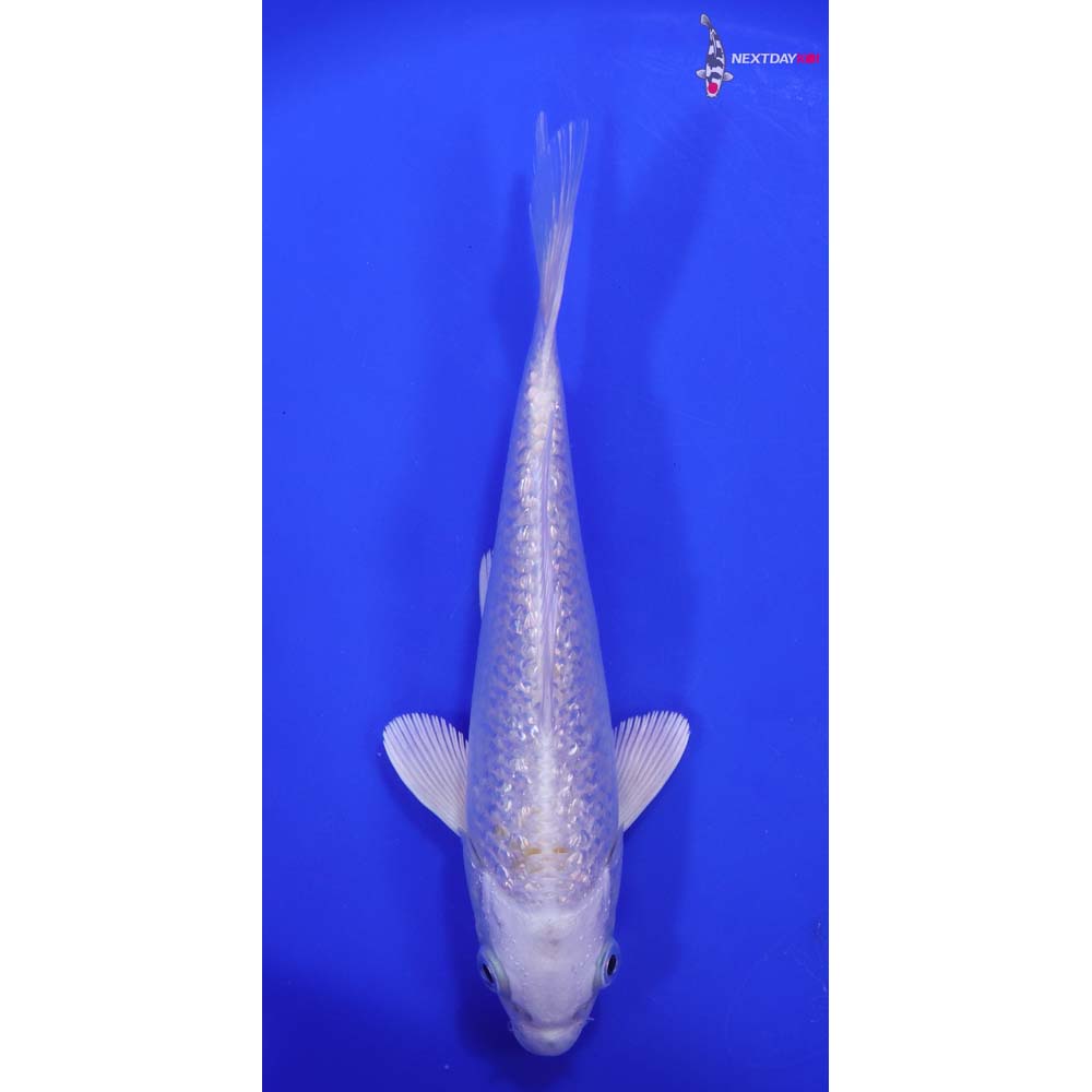 6.5” Imported Gin Rin Lemon Hariwake