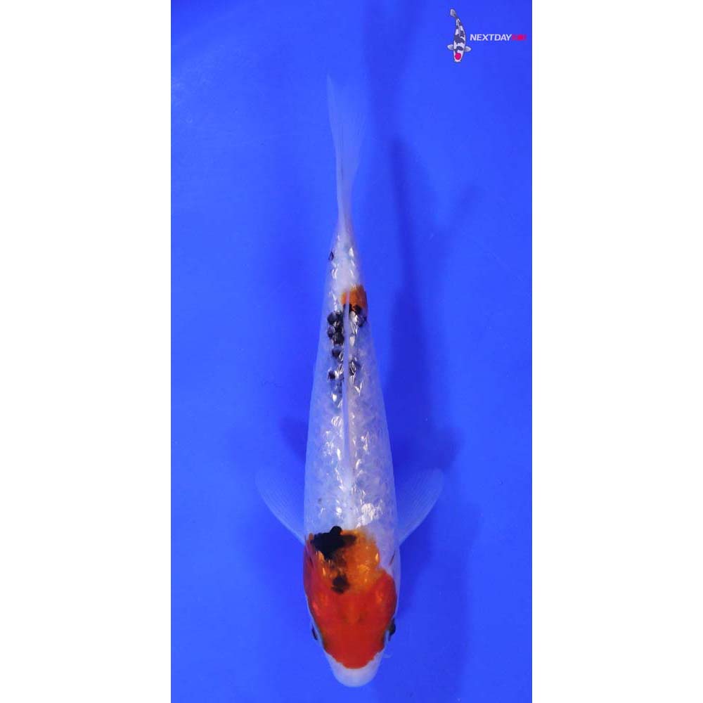 6” Imported Gin Rin Sanke