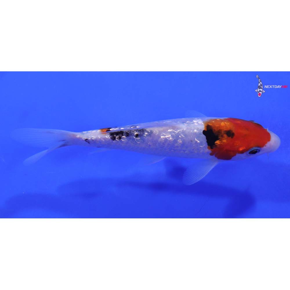 6” Imported Gin Rin Sanke