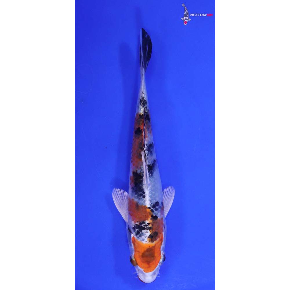 7” Imported Yamato Nishiki