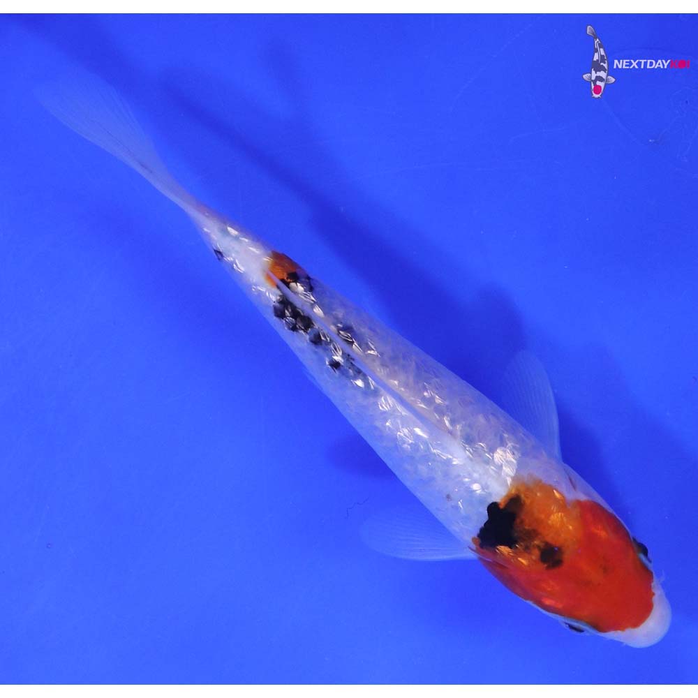 6” Imported Gin Rin Sanke