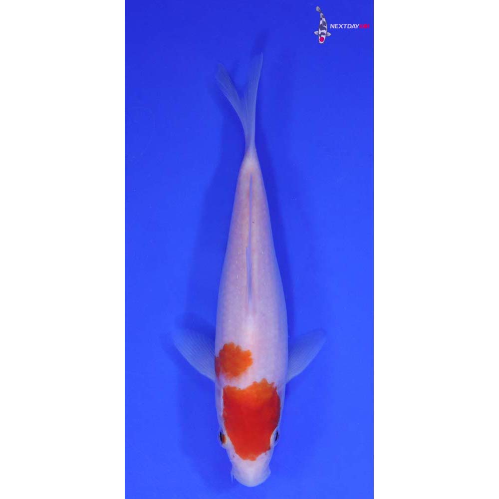 7” Imported Kohaku