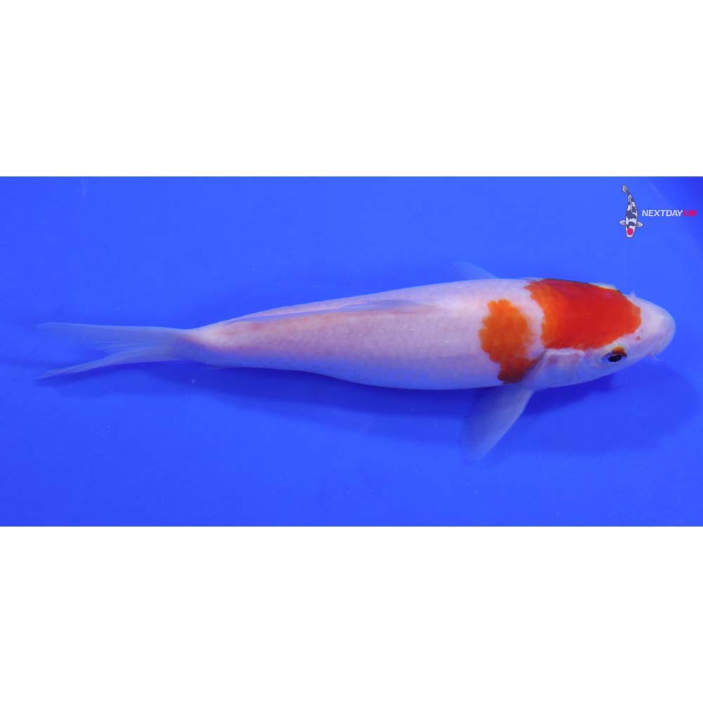 7” Imported Kohaku