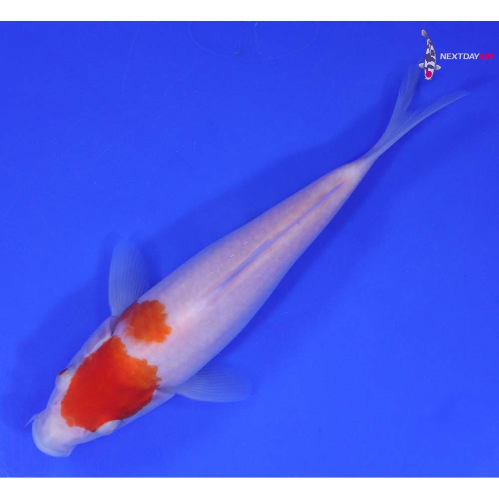 7” Imported Kohaku