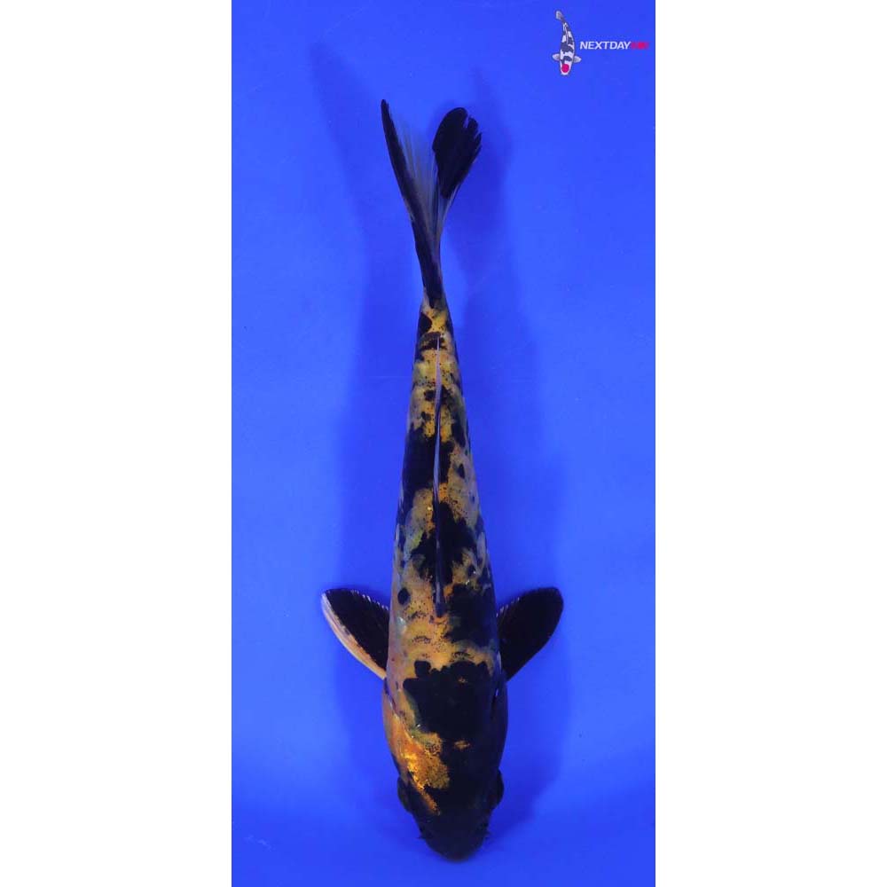 7” Imported Armor Scaled Kin Ki Utsuri