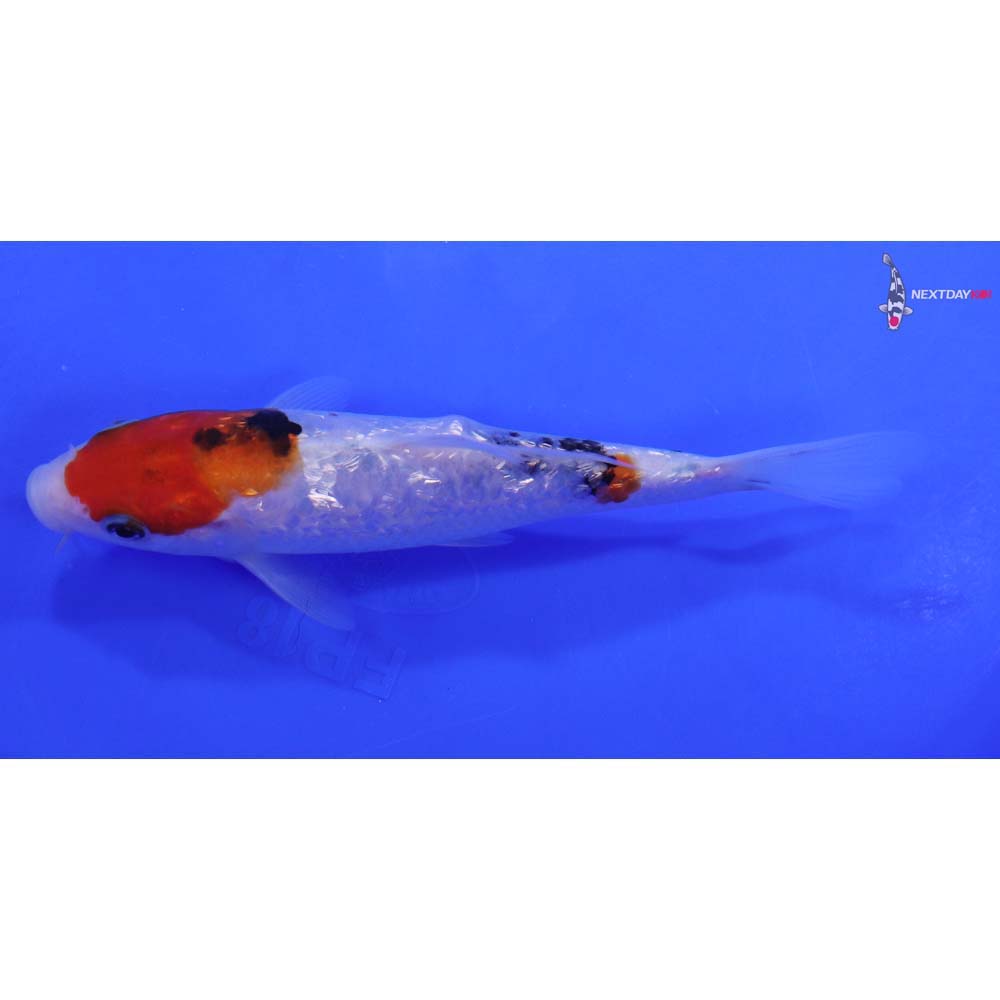 6” Imported Gin Rin Sanke