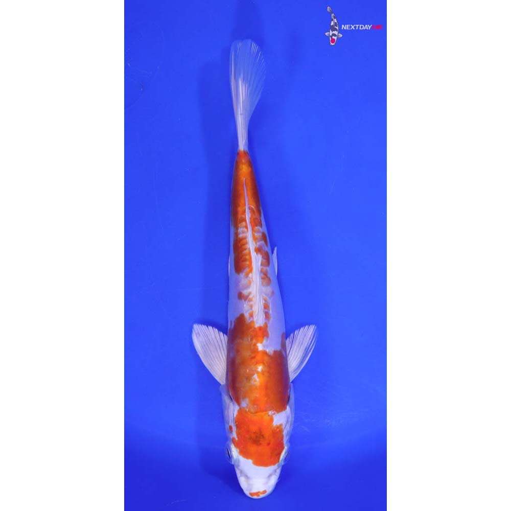 7” Imported Kikusui