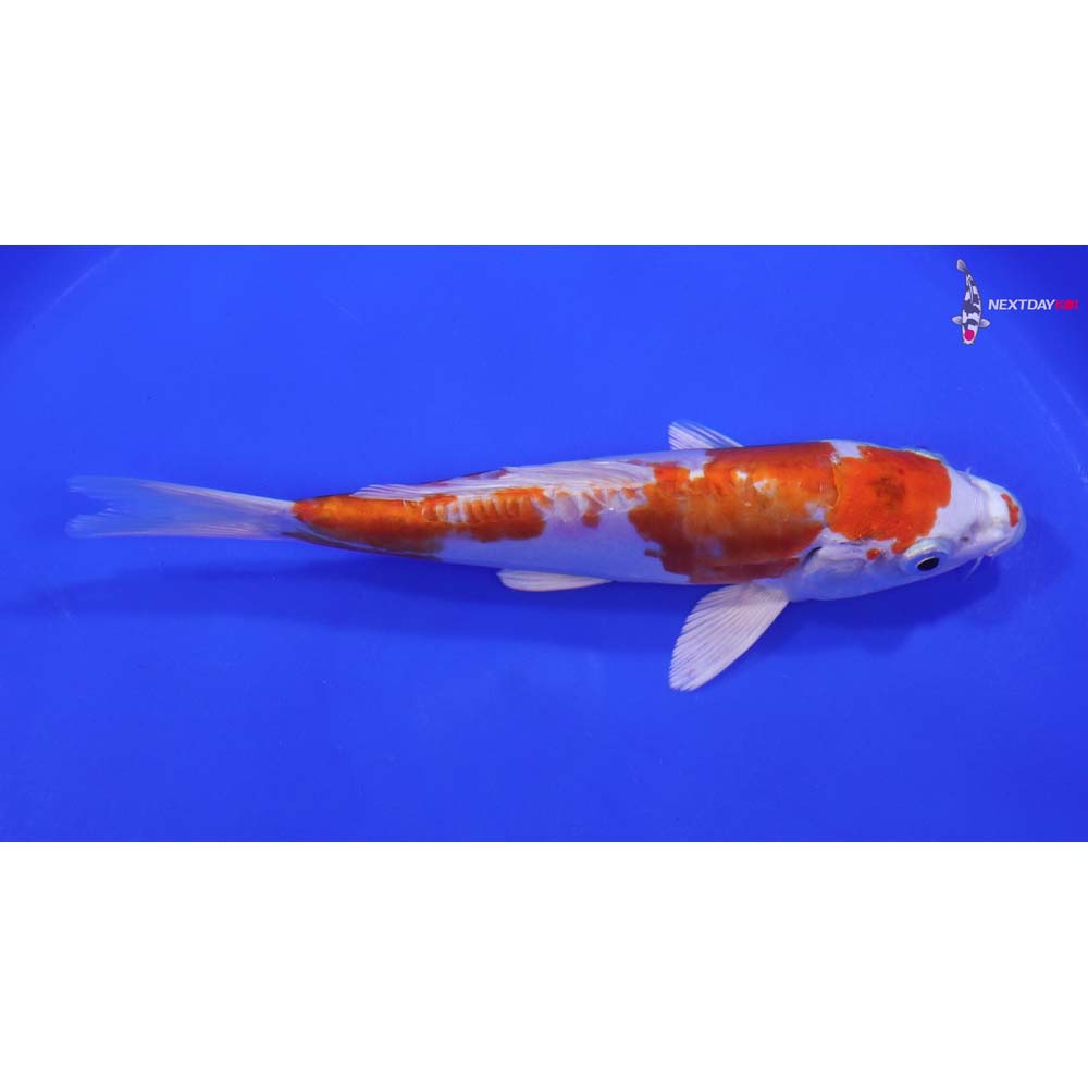 7” Imported Kikusui