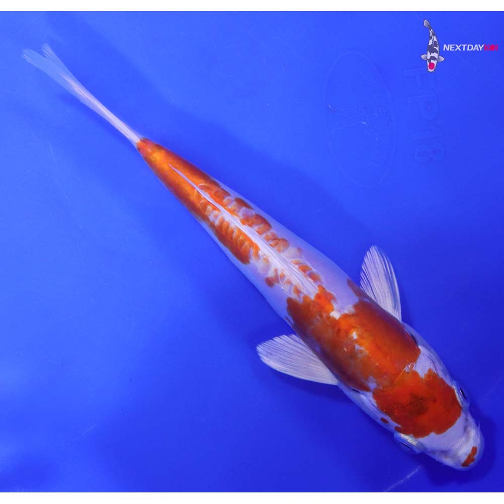 7” Imported Kikusui