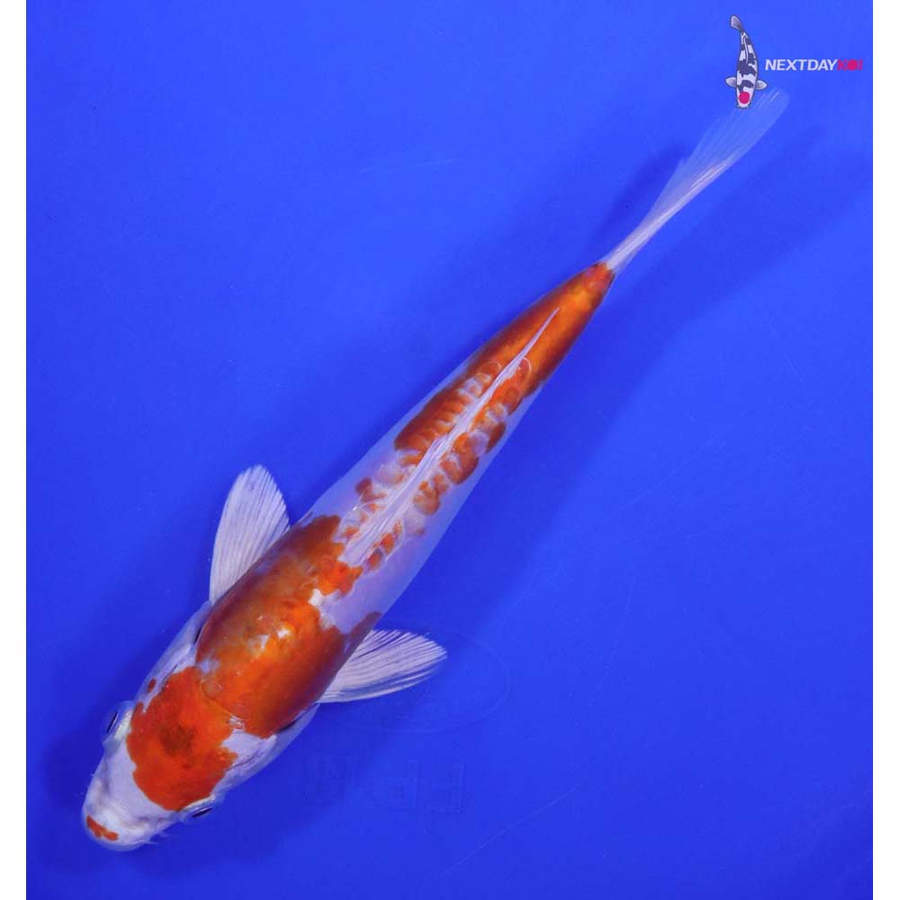 7” Imported Kikusui