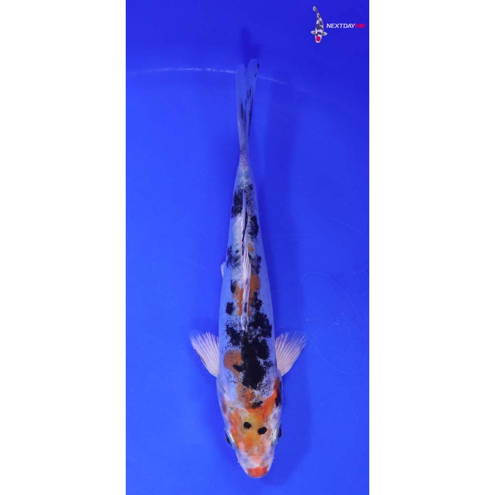 7” Imported Heisei Nishiki