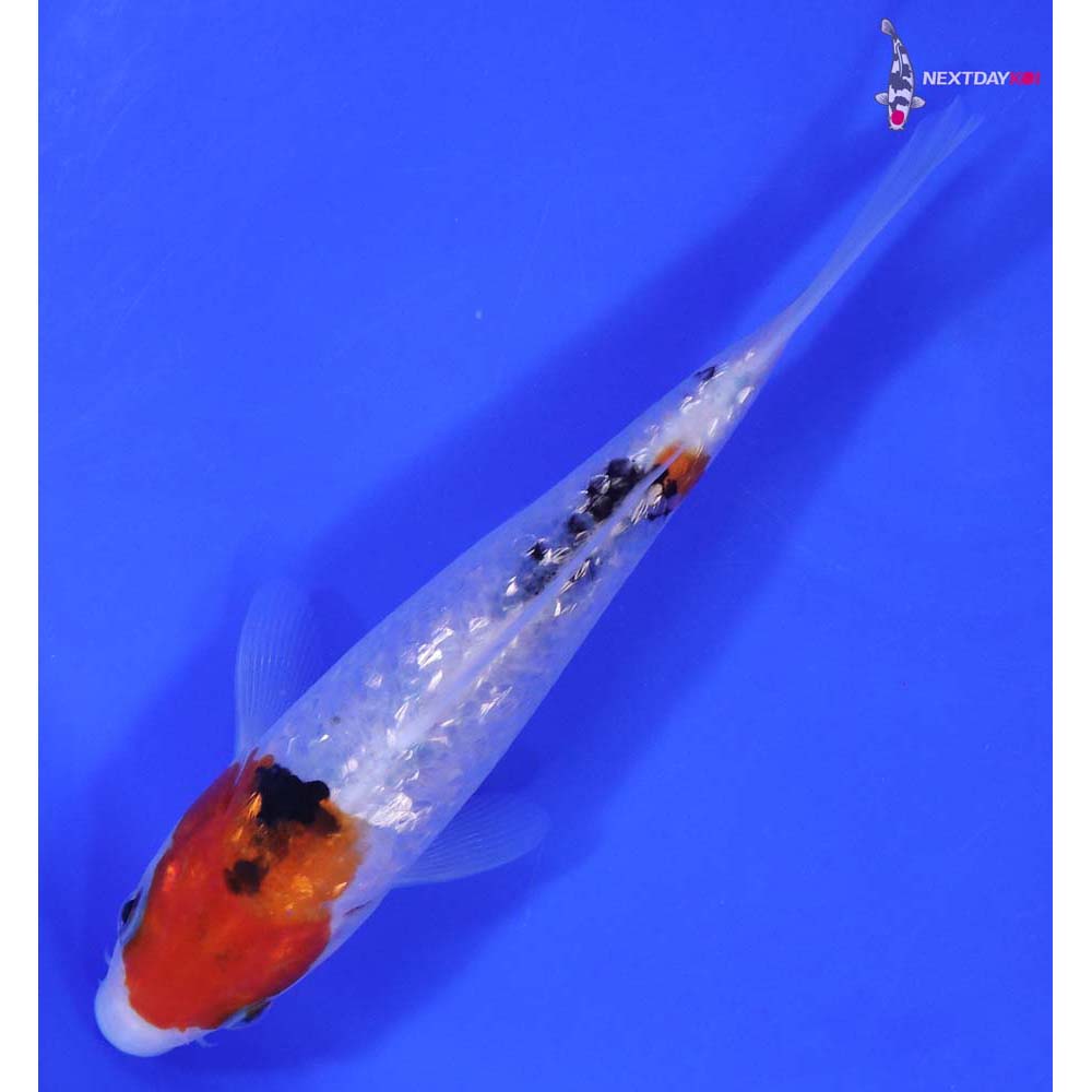 6” Imported Gin Rin Sanke