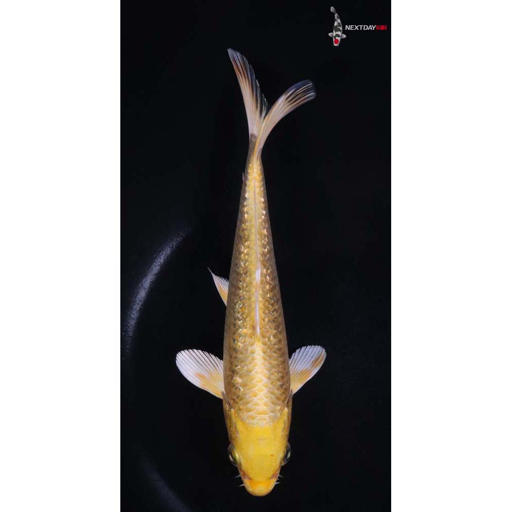 7” Imported Gin Rin Yamabuki Ogon