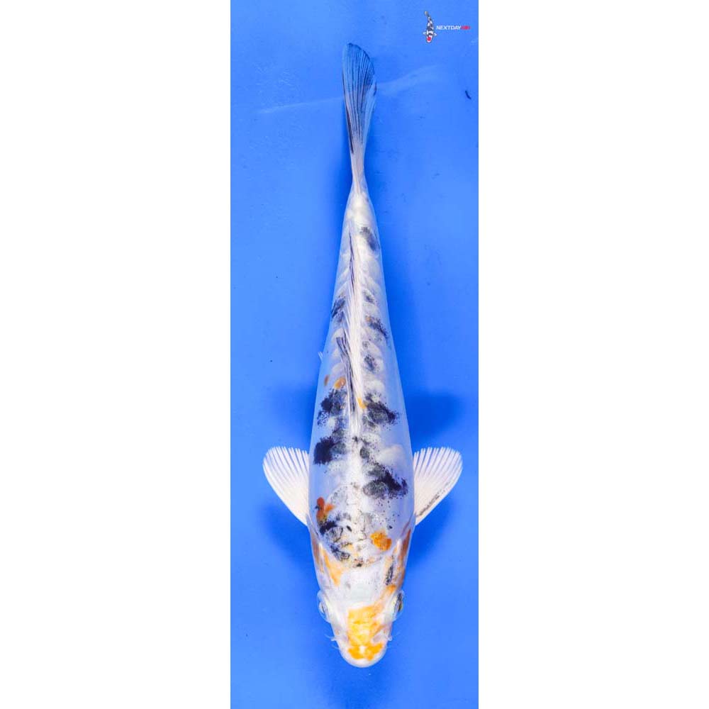 6.5” Imported Heisei Nishiki