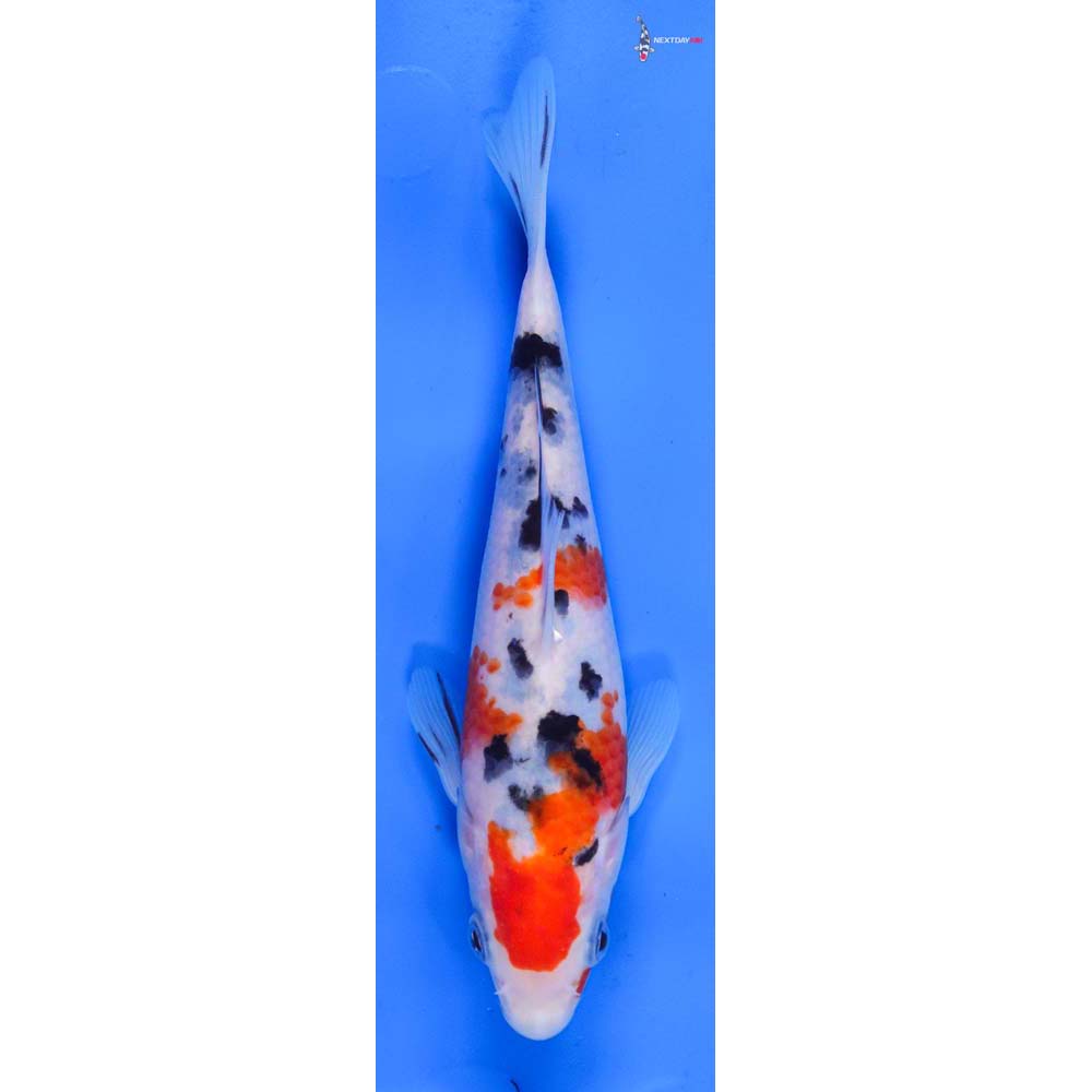 6.5” Imported Sanke