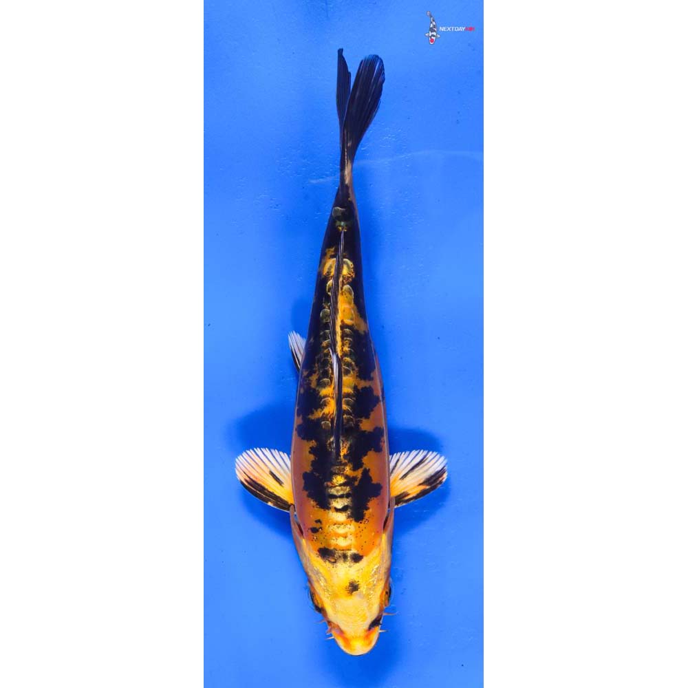 6” Imported Doitsu Kin Ki Bekko