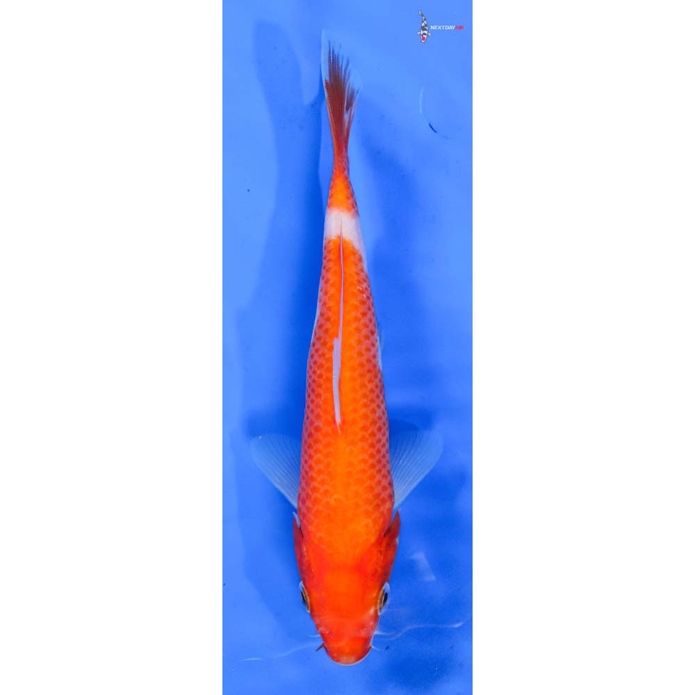 6.5” Imported Kohaku