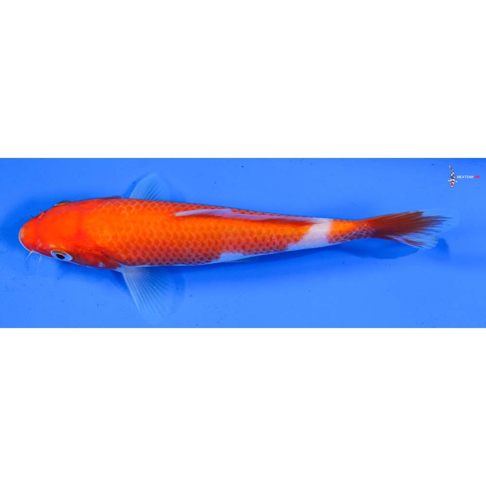 6.5” Imported Kohaku