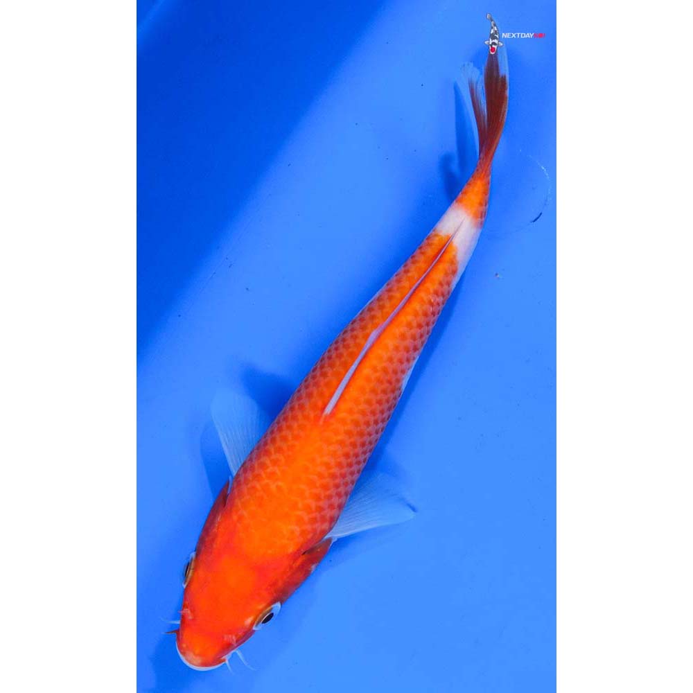 6.5” Imported Kohaku