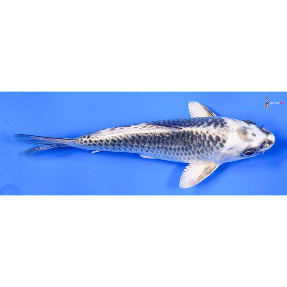 6.5” Imported Gin Matsuba