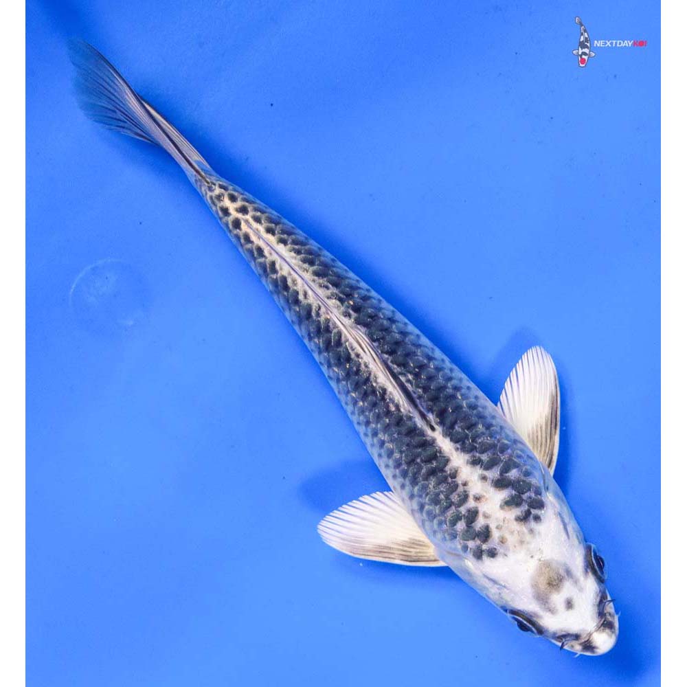 6.5” Imported Gin Matsuba