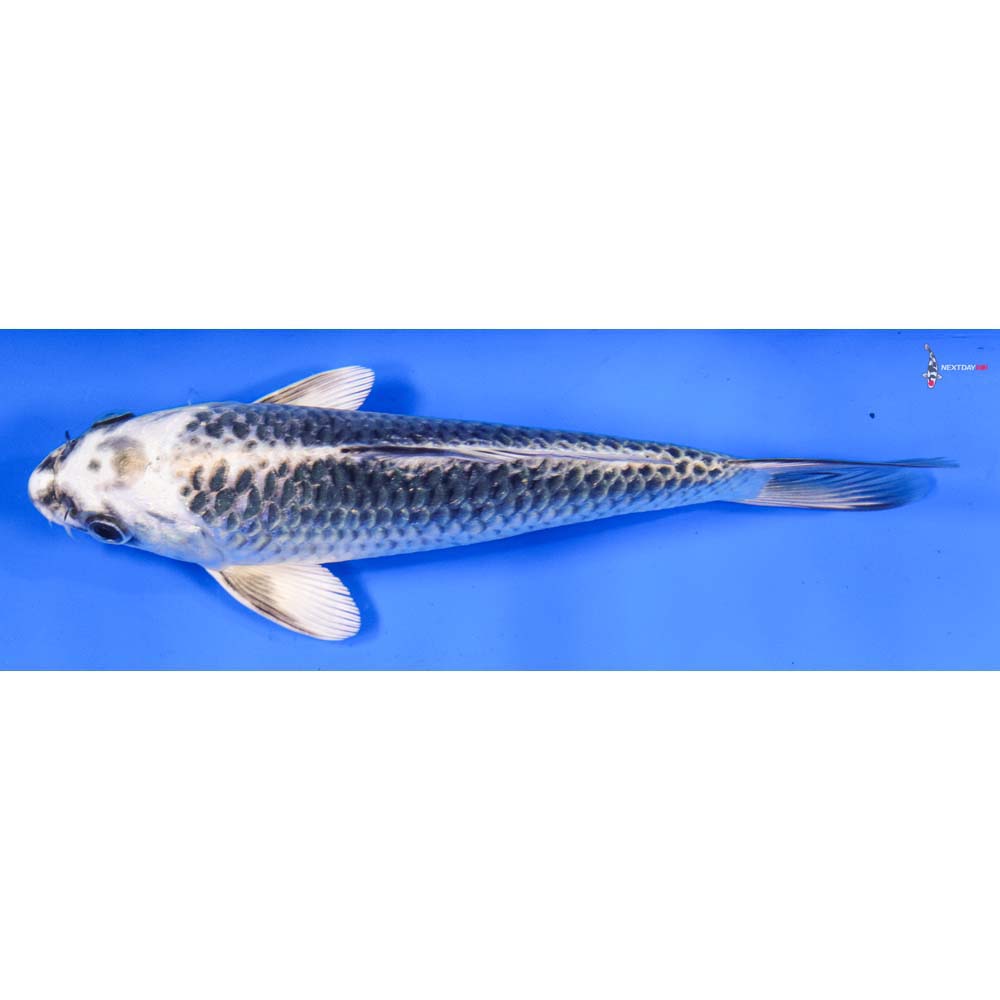 6.5” Imported Gin Matsuba