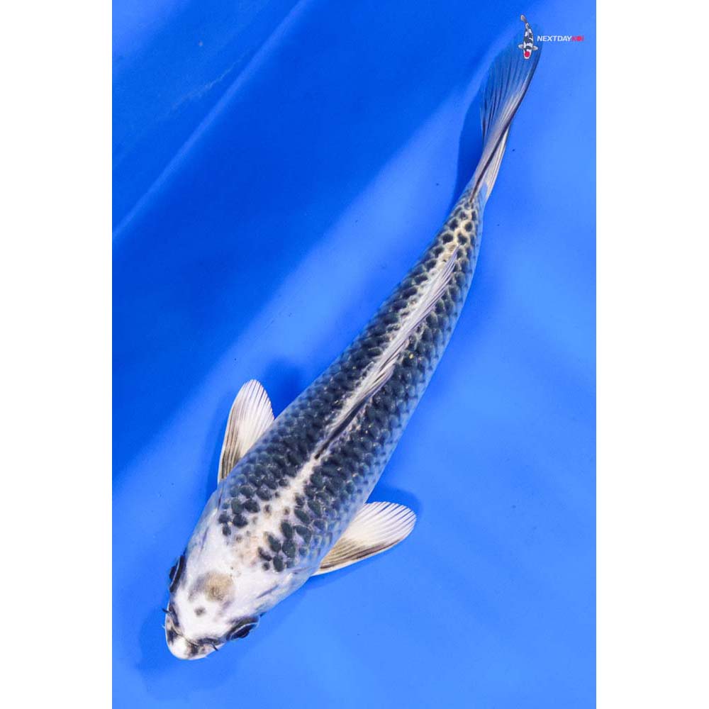 6.5” Imported Gin Matsuba