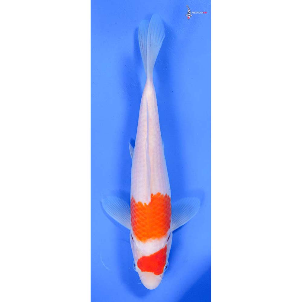 6.5” Imported Kohaku