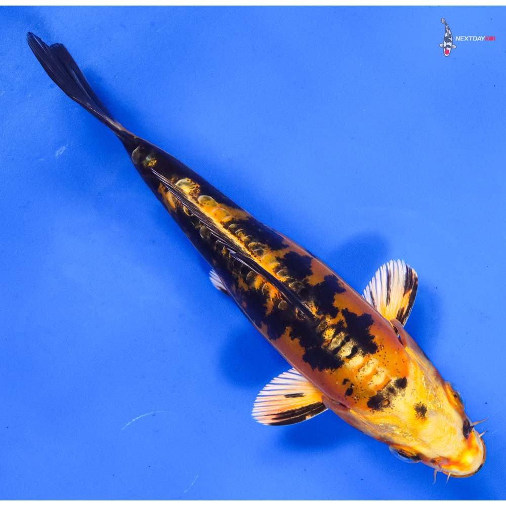 6” Imported Doitsu Kin Ki Bekko