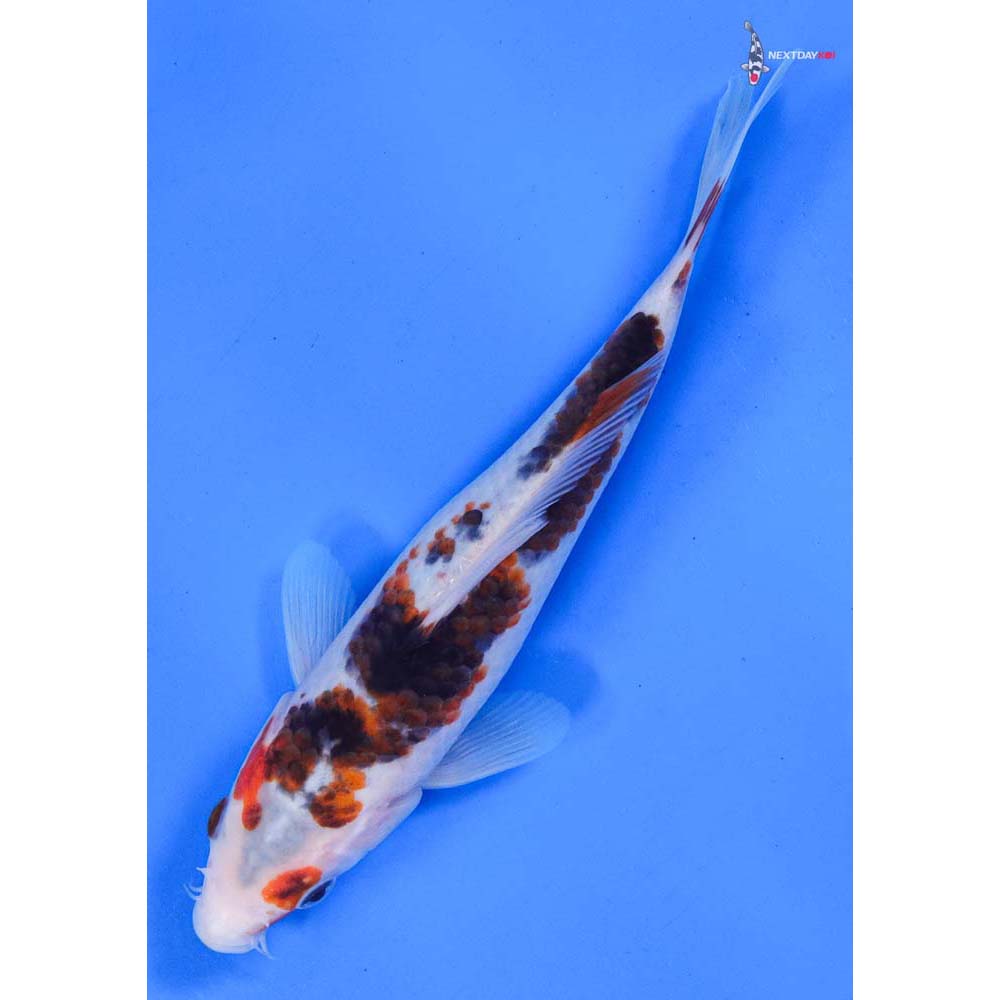 7.5” Imported Goromo