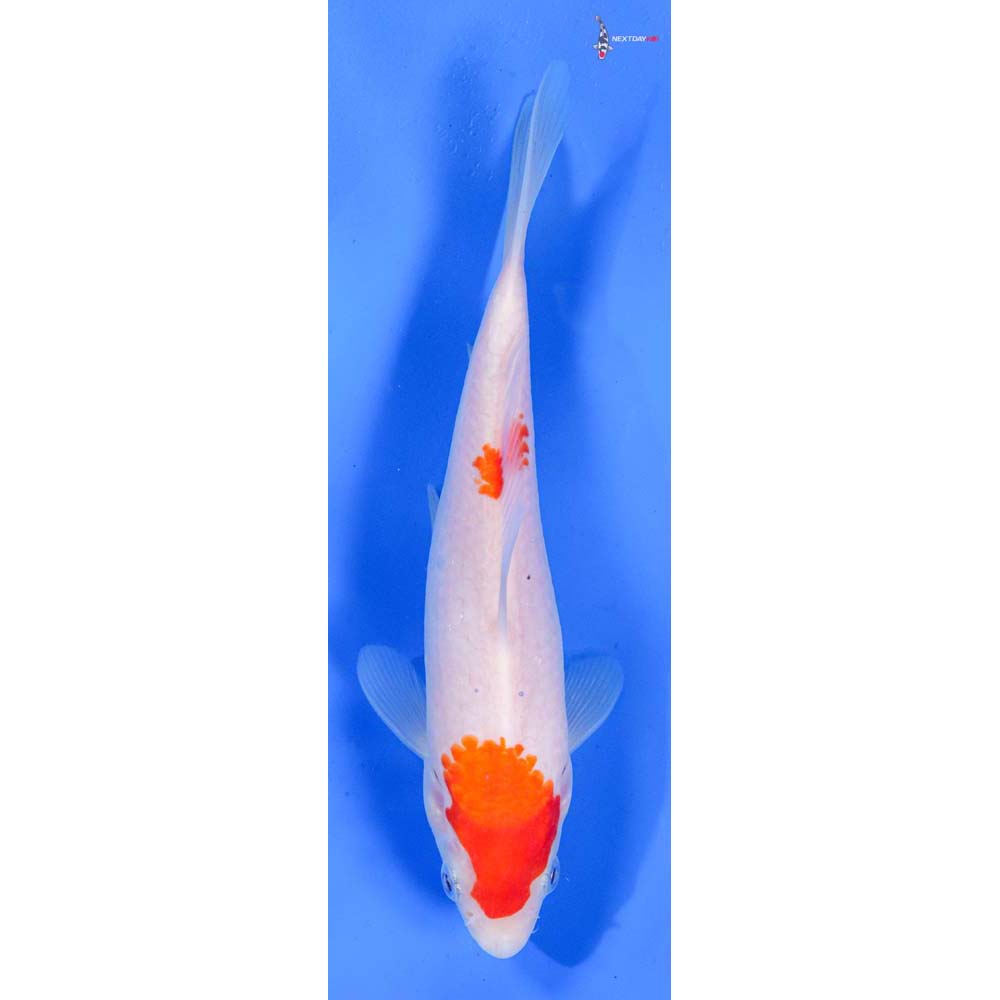 7.5” Imported Kohaku