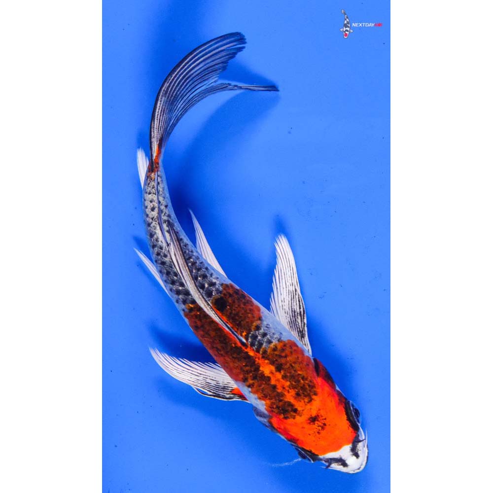 6” Imported Kujaku Butterfly Koi