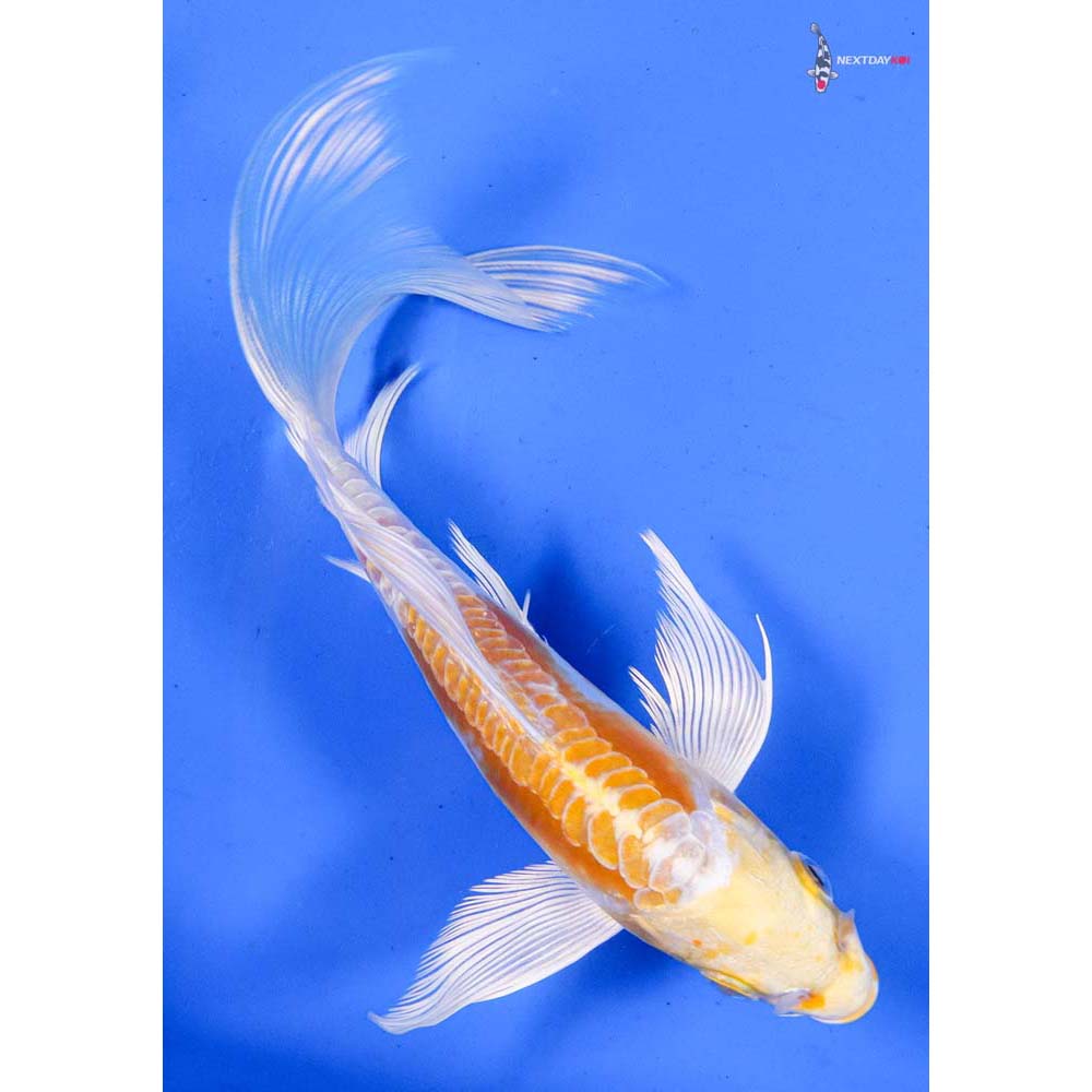6” Imported Doitsu Lemon Hariwake Butterfly Koi