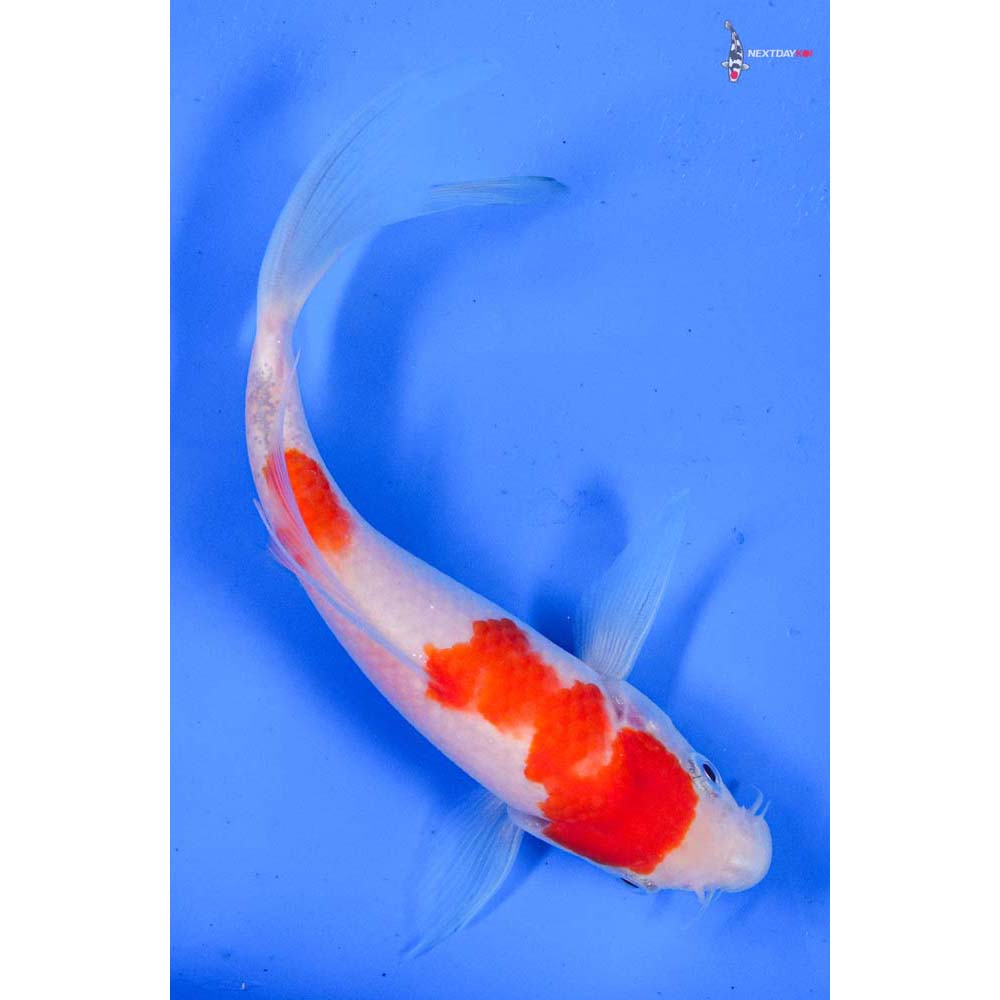 6” Imported Kohaku Butterfly Koi