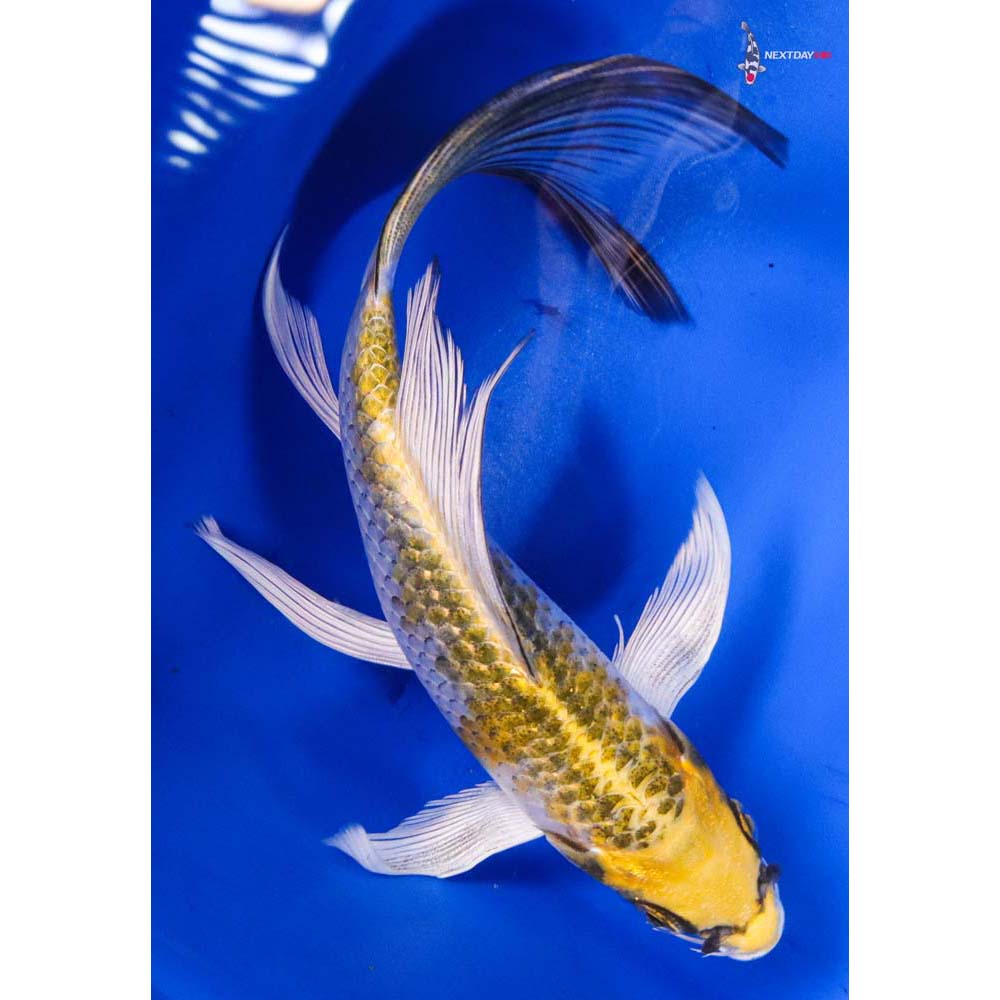 6.5” Imported Kujaku Butterfly Koi