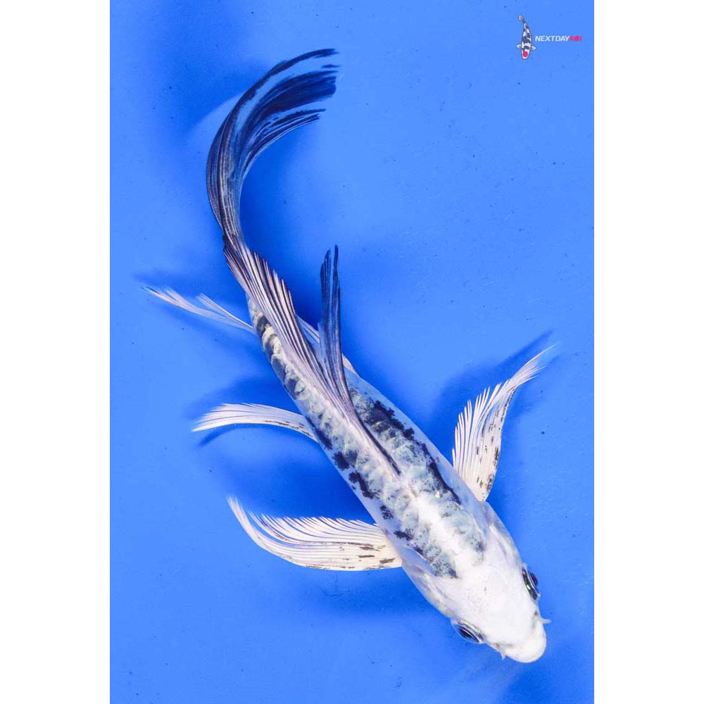6” Imported Kikokuryu Butterfly Koi