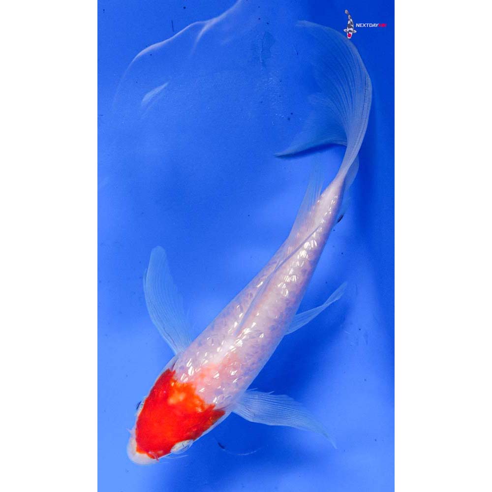 6.5” Imported Gin Rin Kohaku Butterfly Koi