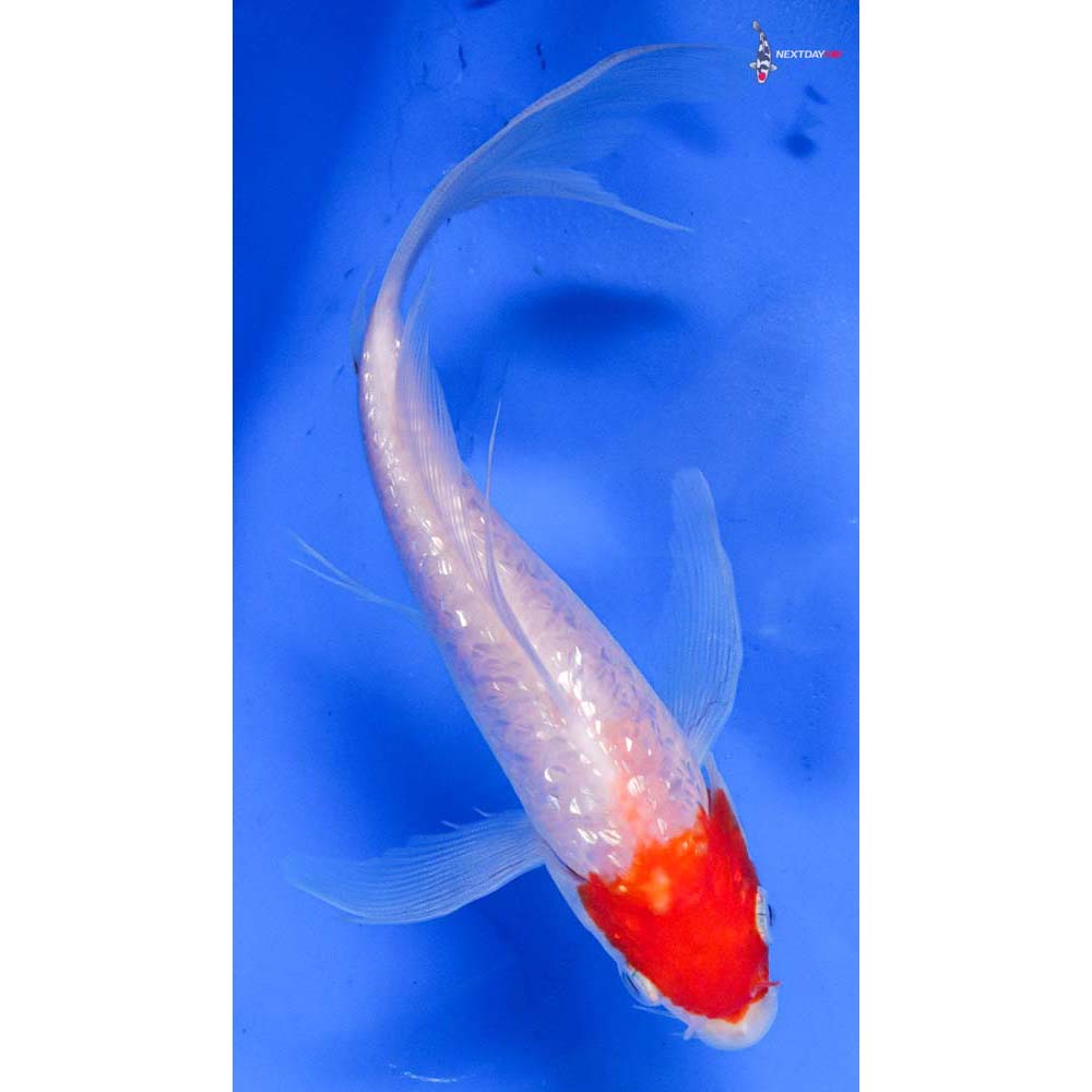 6.5” Imported Gin Rin Kohaku Butterfly Koi